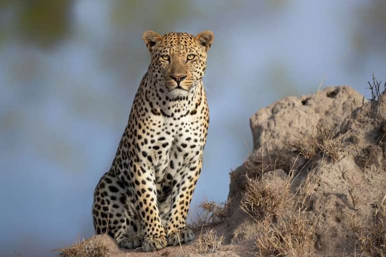 O leopardo mede entre 1,3 e 1,65 metros de comprimento e pesa de 30 a 90 quilos 