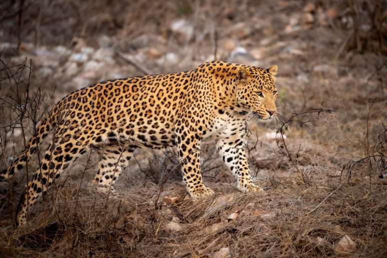 O mundo dos felinos inclui espécies de grande porte