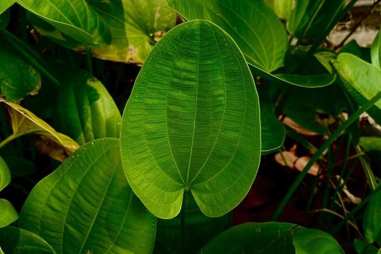 O chapéu-de-couro é uma planta nativa da América do Sul, com ampla presença em áreas úmidas e alagadas
