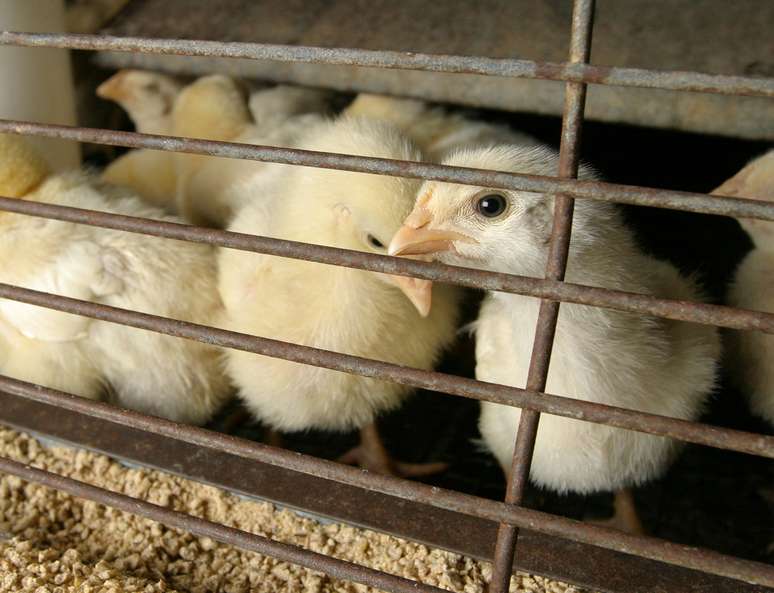 H5N1 é vírus de gripe aviária