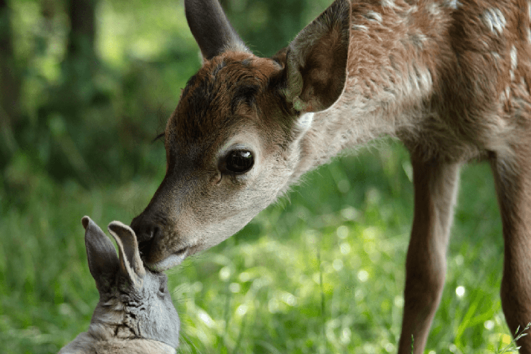 ‘Bambi: uma aventura na floresta’ é a versão live-action da animação clássica 