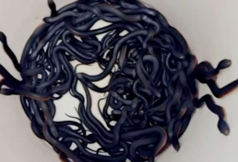 102 cobras venenosas foram encontradas em quintal na Austrália