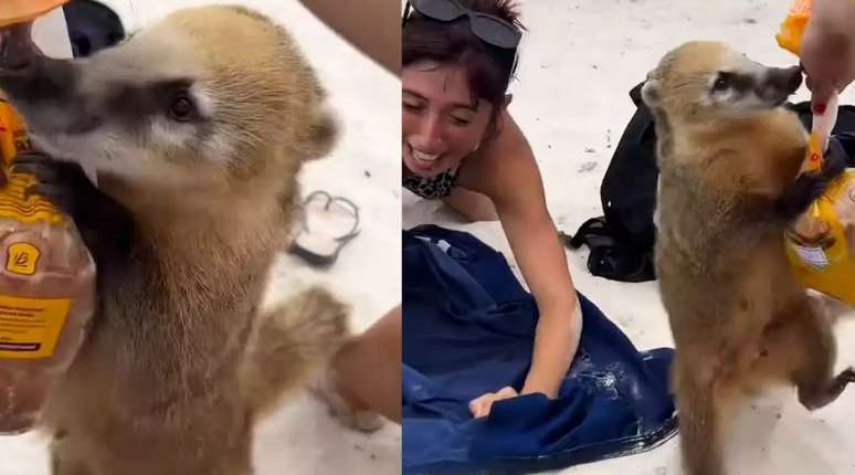 SC: quati disputa pacote de sanduíches com turista em ilha de Florianópolis