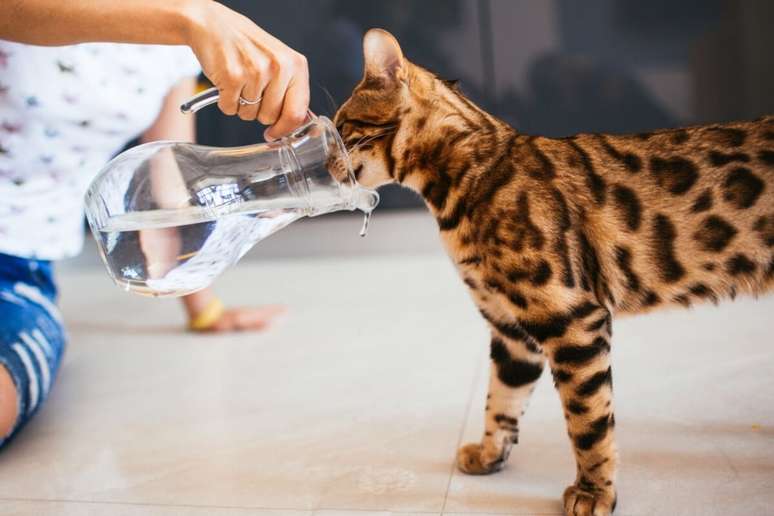 Cuidados com os pets devem ser redobrados durante os dias de calor