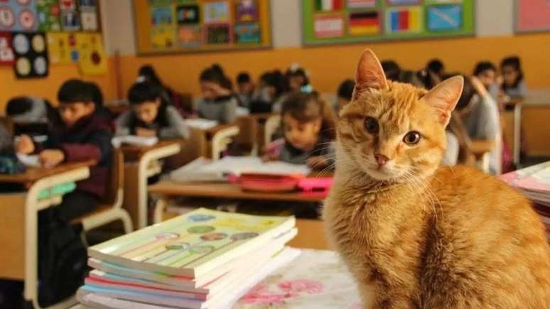 O gato laranja Tombi passou a chamar o terceiro ano de casa, conheceu diversas crianças e ainda incentivou