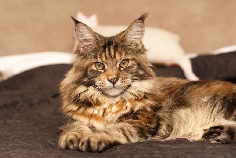 gato main coon deitado na cama