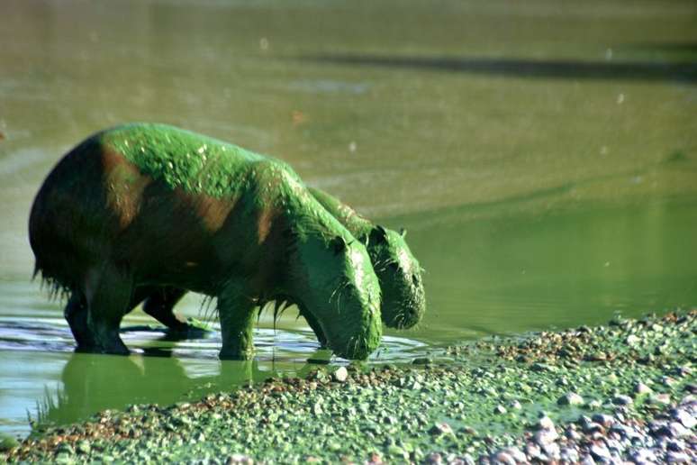 Capivaras cobertas por um tom esverdeado no reservatório da represa de Salto Grande, na província de Entre Ríos, na Argentina.