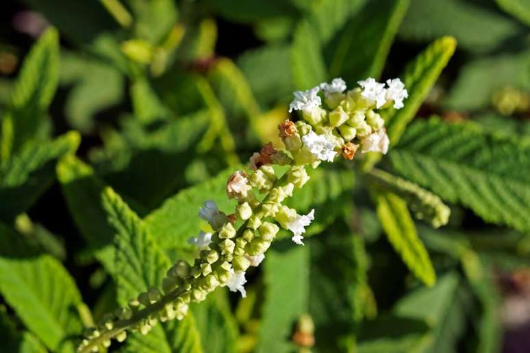 Com folhas aromáticas e ação terapêutica, a erva-baleeira costuma ser usada para auxiliar no tratamento de diversas condições