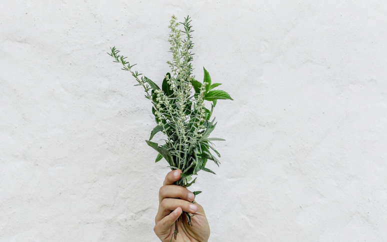 Two beautiful plants that guarantee a house without fleas or ticks