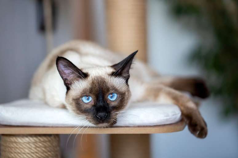 Gato Siamês deitado em um arranhador com as patinhas para fora