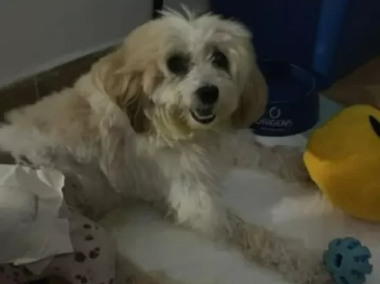 Cachorro "Pelado" é aceito como coautor de processo contra a Prefeitura de João Pessoa