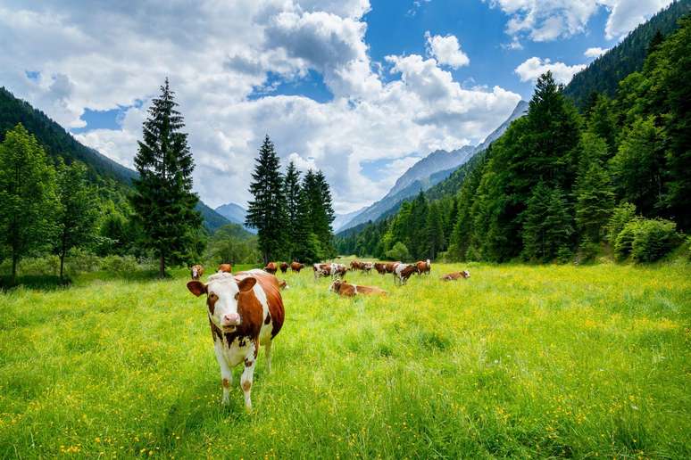 Cornips diz que as vacas usam seus corpos, além de suas cordas vocais, para se comunicar — mas será que isso é linguagem?