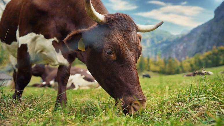 Cornips acredita que os animais domésticos são forçados a desenvolver um repertório de comunicação mais completo do que os animais selvagens