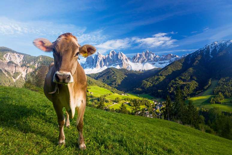 A linguista holandesa Leonie Cornips ficou fascinada com a forma como as vacas se comunicam