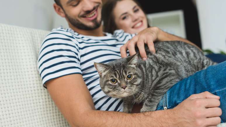 Saiba os benefícios de ter um gato