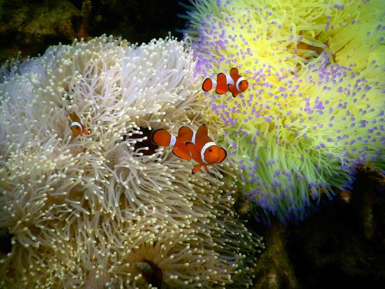 Tr&ecirc;s peixes-palha&ccedil;o com seus corpos listrados de laranja e branco