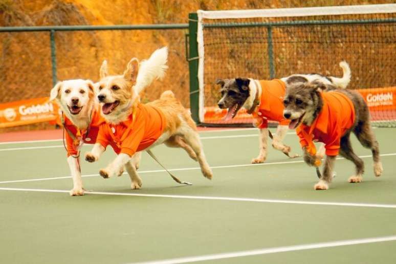 Joan memasuki anjing jalanan terbuka dengan “Caula” dengan “Curada” dalam upaya mereka untuk mengadopsi anjing jalanan di Rio