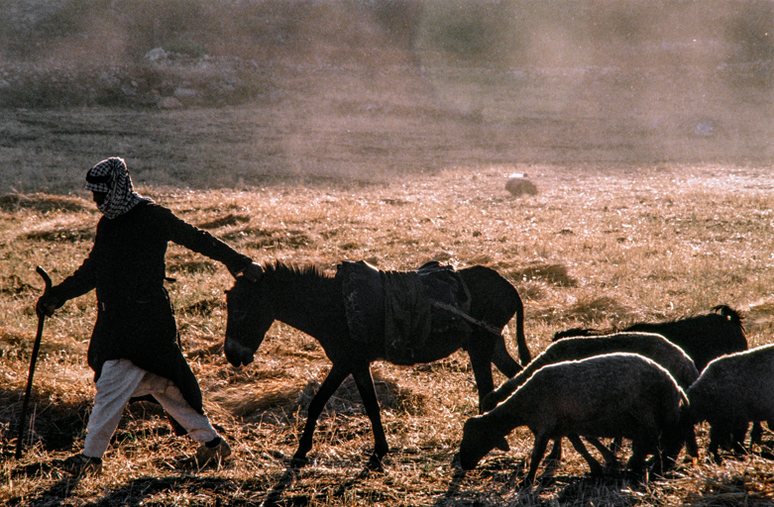 A agricultura era uma das principais fontes de renda na Faixa de Gaza