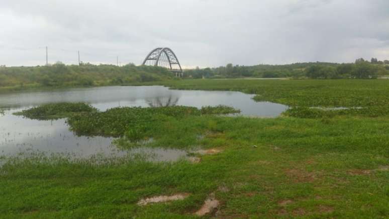Trecho do Rio Tietê coberto por aguapés em Anhembi, onde começa o reservatório da hidrelétrica de Barra Bonita.