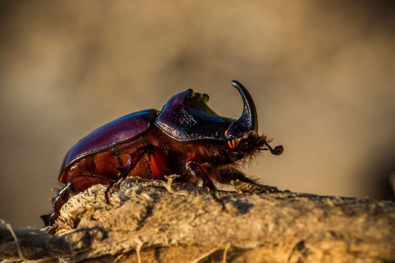 Although small, the Lyochocronic scarabeo hides an impressive force Although small, the Lyochocronic scarabeo hides an impressive force