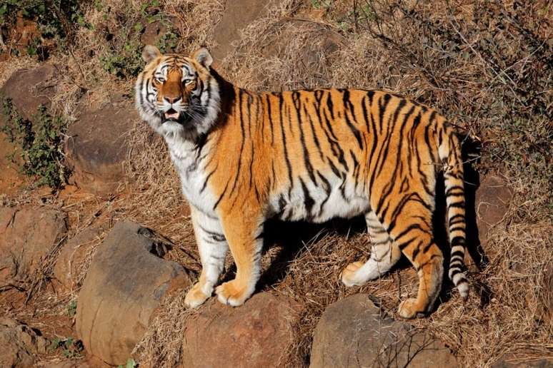 The tiger can weigh up to 300 kg and have extremely developed muscles The tiger can weigh up to 300 kg and have extremely developed muscles