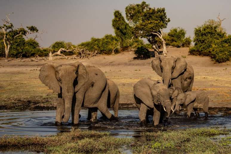 The African elephant can collect up to 9 tons, the equivalent of a small truck The African elephant can collect up to 9 tons, the equivalent of a small truck