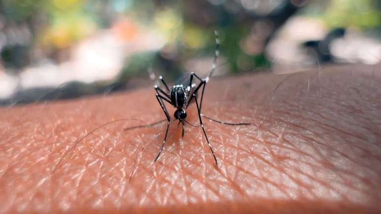 Aumento dos casos de dengue no verão exige atenção redobrada com a saúde
