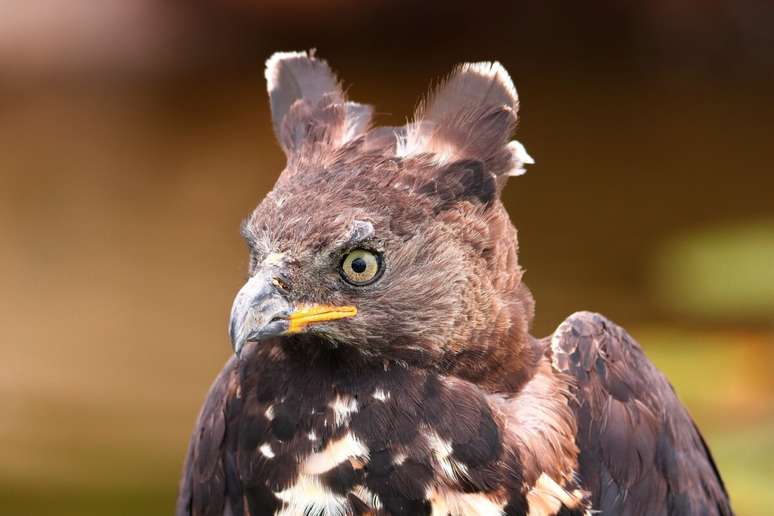 During the flight, the colored African eagle is able to transport its weight with a maximum of four times During the flight, the colored African eagle is able to transport its weight with a maximum of four times