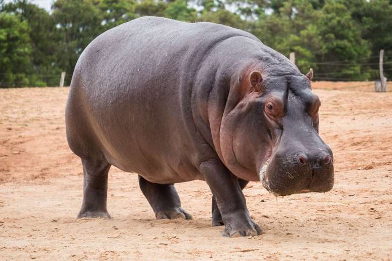 The hippopotamus has one of the strongest bites in the animal kingdom The hippopotamus has one of the strongest bites in the animal kingdom