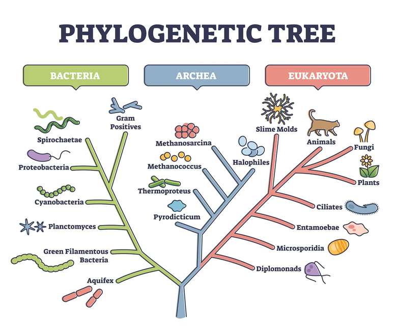 Um diagrama de uma &aacute;rvore filogen&eacute;tica, com tipos de organismos em cada ramo. &Agrave; esquerda est&atilde;o as bact&eacute;rias, no meio as arqueas e &agrave; direita os eucariotas.