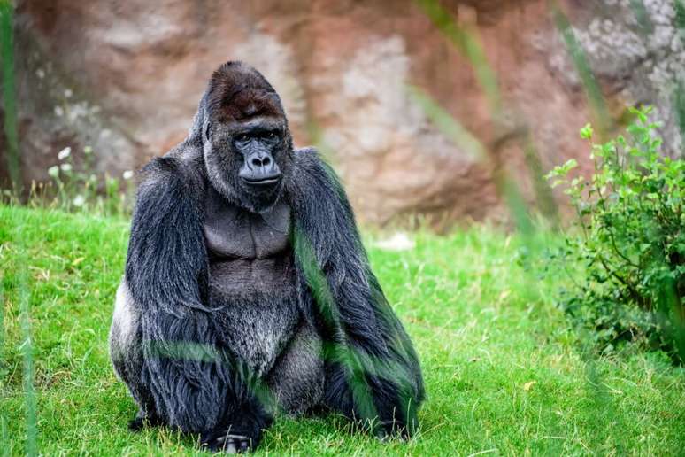 The gorilla is able to collect about 2,000 kg The gorilla is able to collect about 2,000 kg