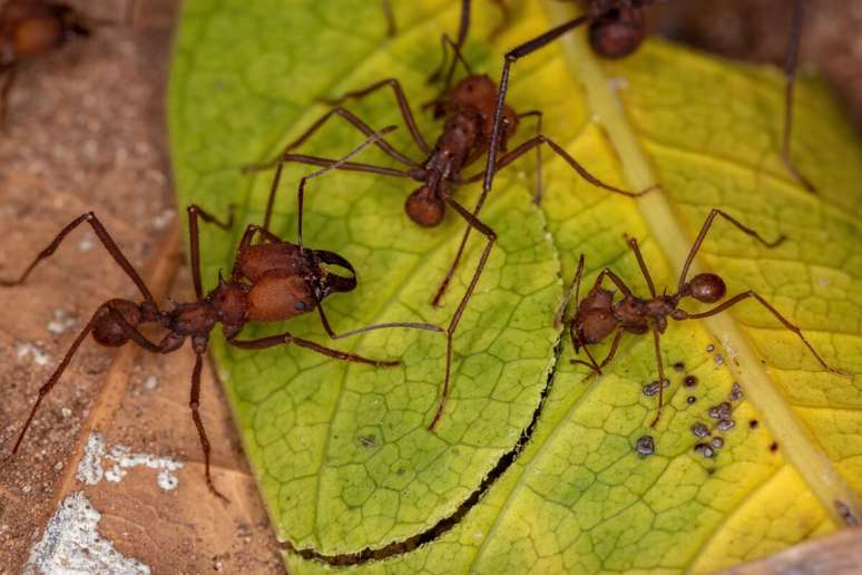Ricino ants have extremely efficient muscles that allow them to transport leaves up to 50 times higher than their body Ricino ants have extremely efficient muscles that allow them to transport leaves up to 50 times higher than their body
