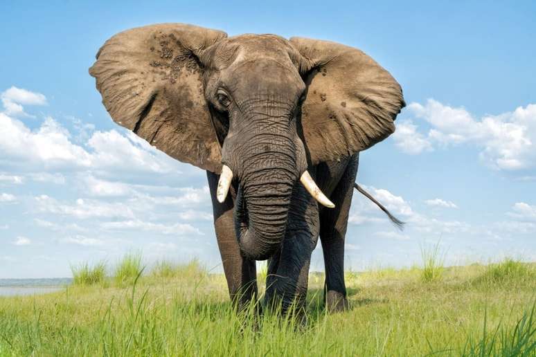 8 strongest animals in the world