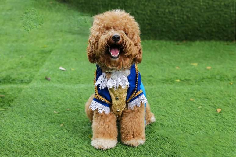 Opte por fantasias que n&atilde;o prejudique os movimentos do animal 