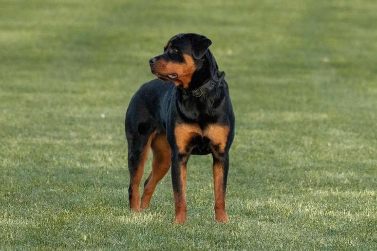 rottweiler olhando atentamente ao redor