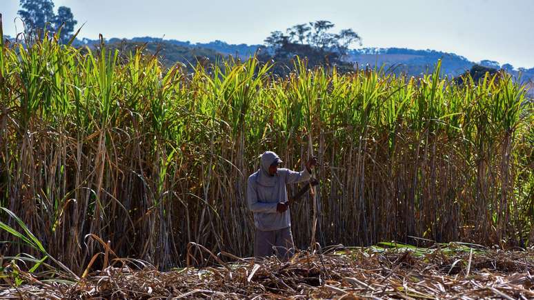 Trabalhadores agr&iacute;colas s&atilde;o frequentemente remunerados por produ&ccedil;&atilde;o, o que &eacute; um incentivo para trabalhar mais e evitar pausas, mesmo sob altas temperaturas