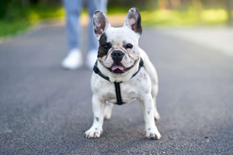Victoria Animal Health Unit has an adoption fair this Saturday in Porto Alegre