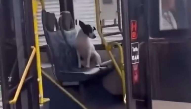 CLT dog? The animal takes the buses and entertains the web