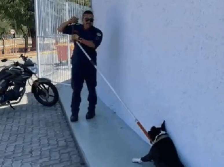 [Image: 110746585-pitbull.jpg]