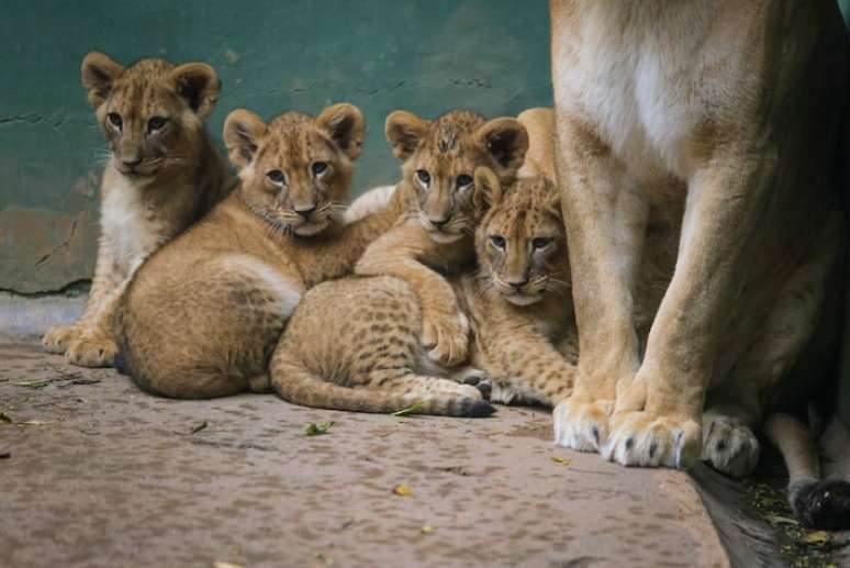 Animais devem ser expostos ao p&uacute;blico a partir de maio.