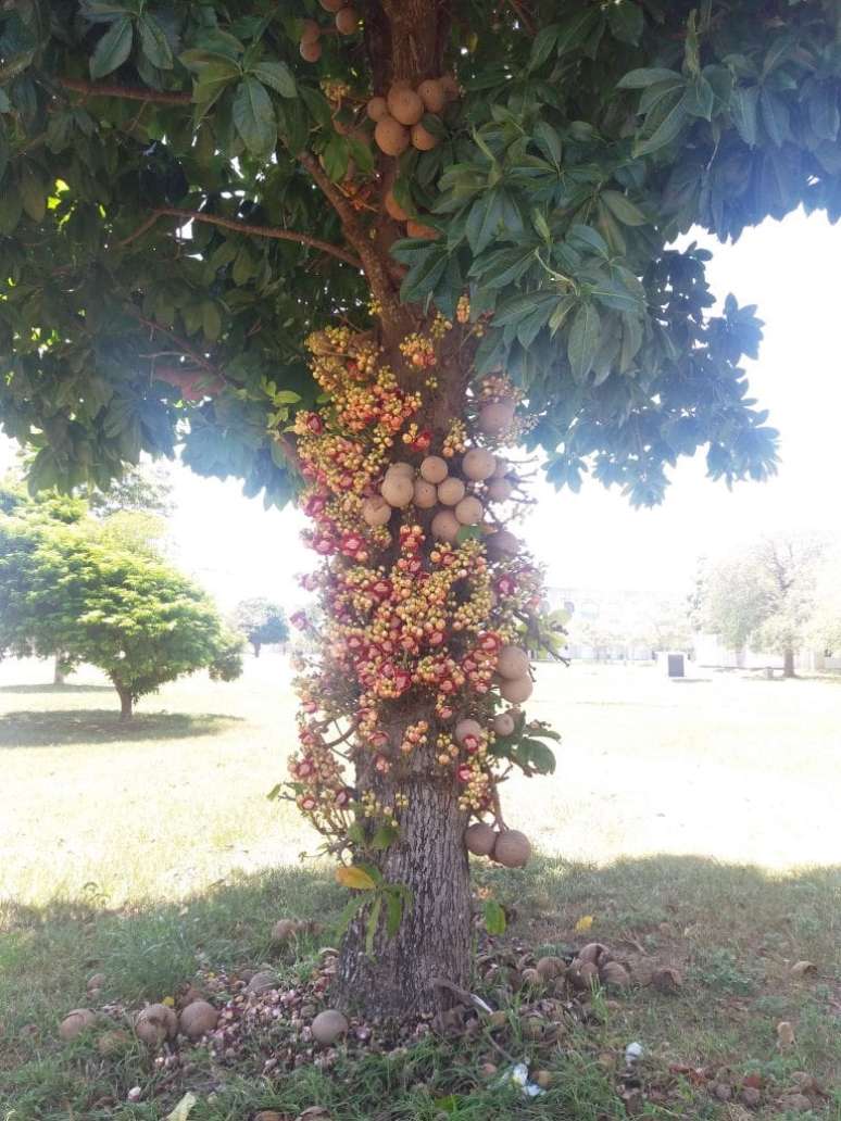 Castanha de macaco