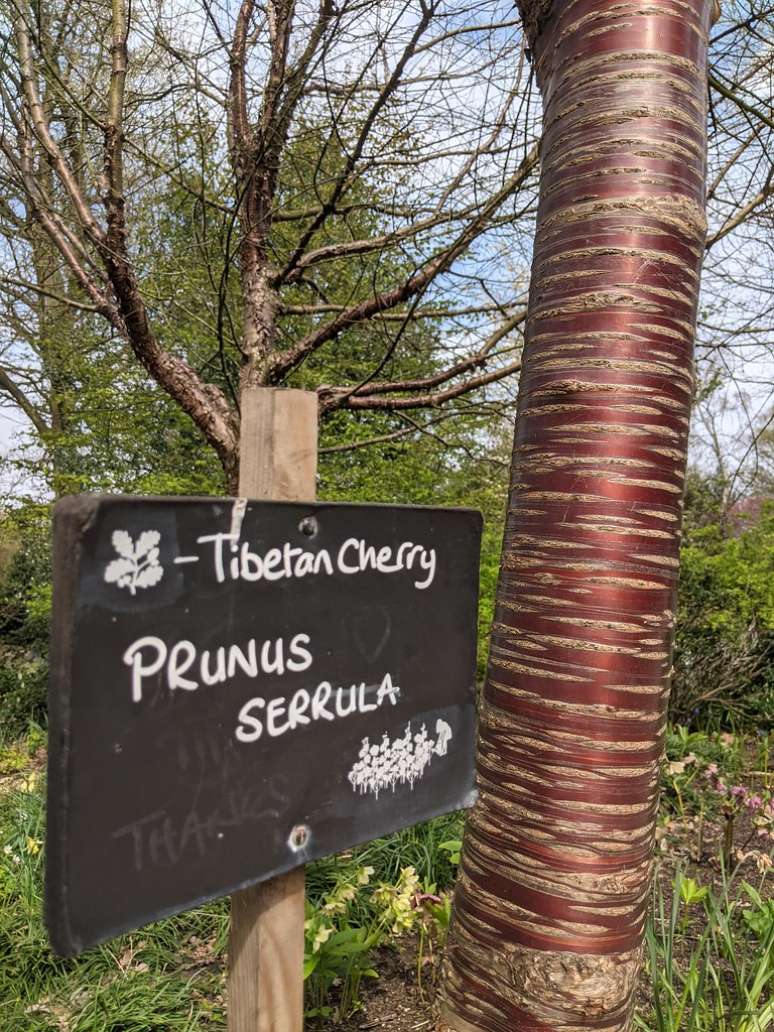 Cerejeira tibetana