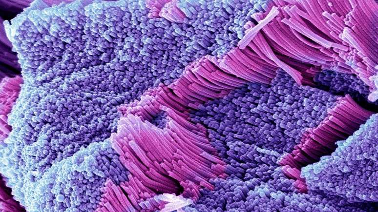 O col&aacute;geno ajuda a formar tecidos conectivos e &eacute; fundamental para a pele, ossos e cartilagens do corpo