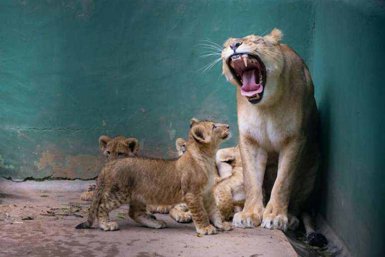 Erindi j&aacute; &eacute; m&atilde;e de duas leoas do Zool&oacute;gico de S&atilde;o Paulo e av&oacute; de seis. Agora, ganhou mais quatro filhotes.