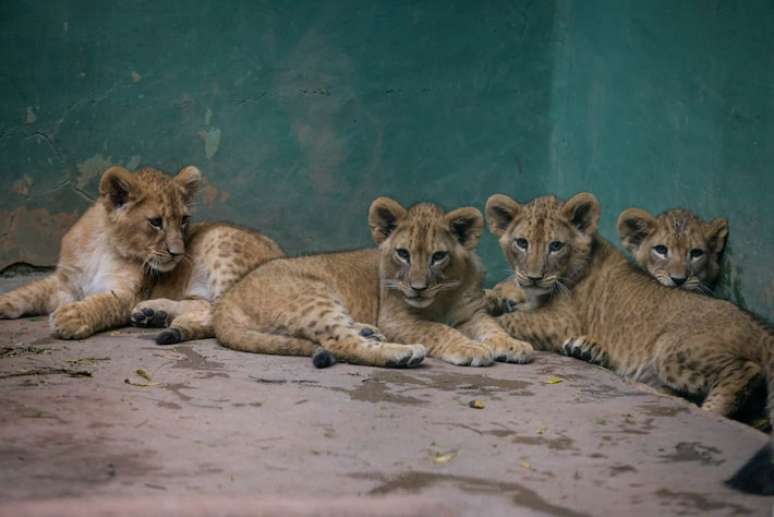 Filhotes de leoas do Zool&oacute;gico de S&atilde;o Paulo ainda n&atilde;o t&ecirc;m os nomes definidos.