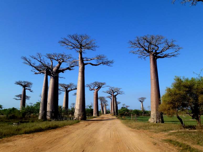 Avenida dos baob&aacute;s em Madagascar