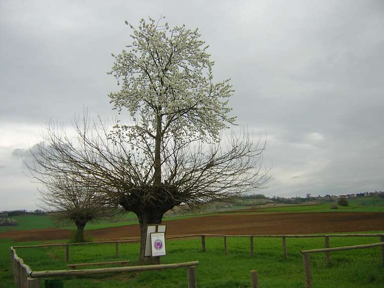 Bialbero di Casorzo em Piemonte, na It&aacute;lia