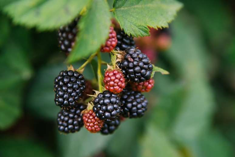 A amora &eacute; um alimento ben&eacute;fico para pessoas com diabetes 