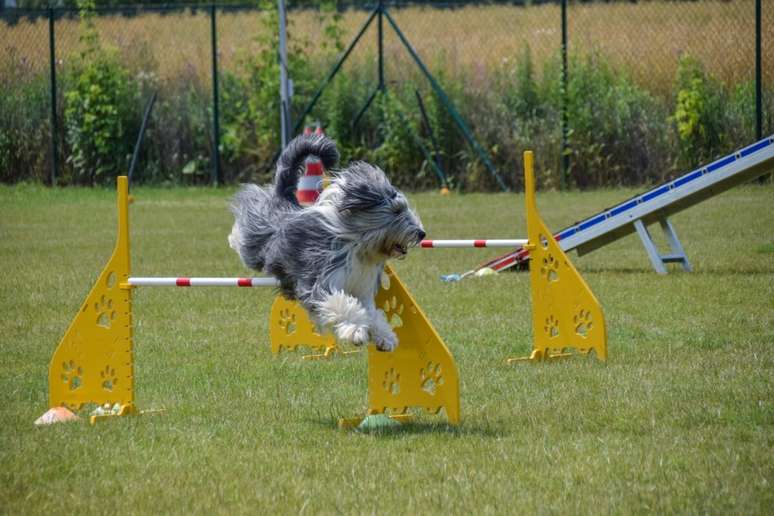 O bearded collie precisa de exerc&iacute;cios f&iacute;sicos regulares para manter a musculatura forte 