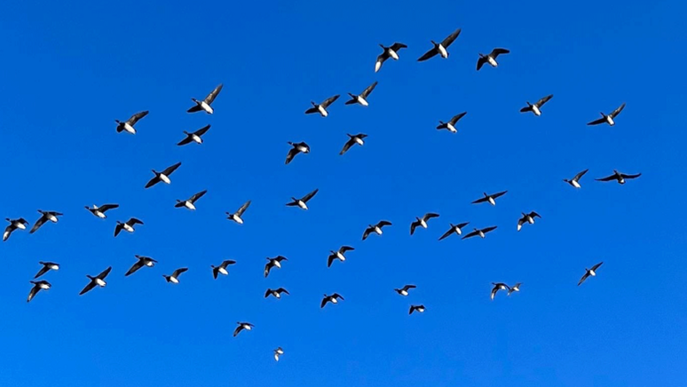 Fergal Keane: 'N&atilde;o muito tempo antes daquele dia dos belos gansos, eu havia sa&iacute;do de um colapso emocional'